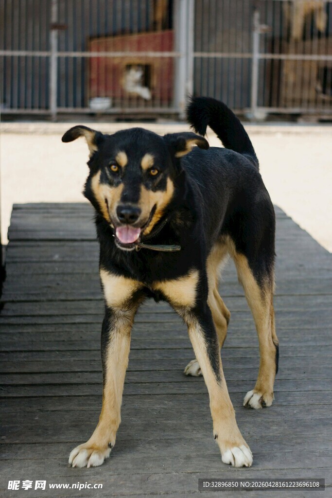 户外可爱站立的黑棕狗狗