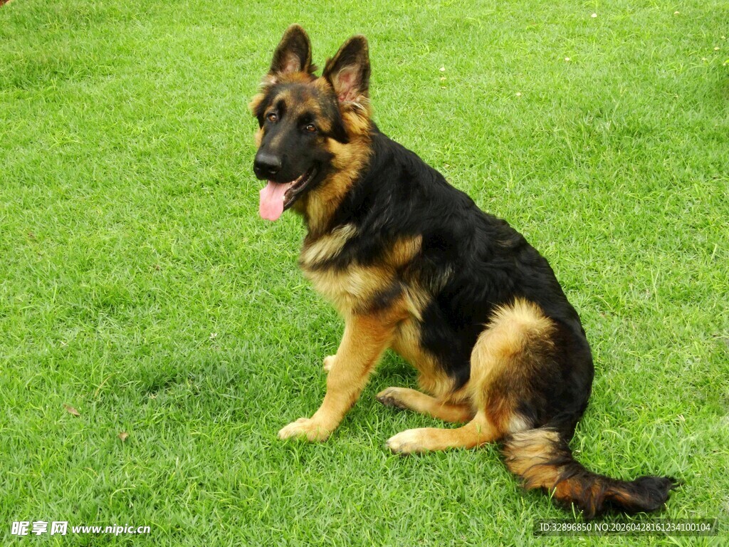 德国牧羊犬坐于翠绿草地