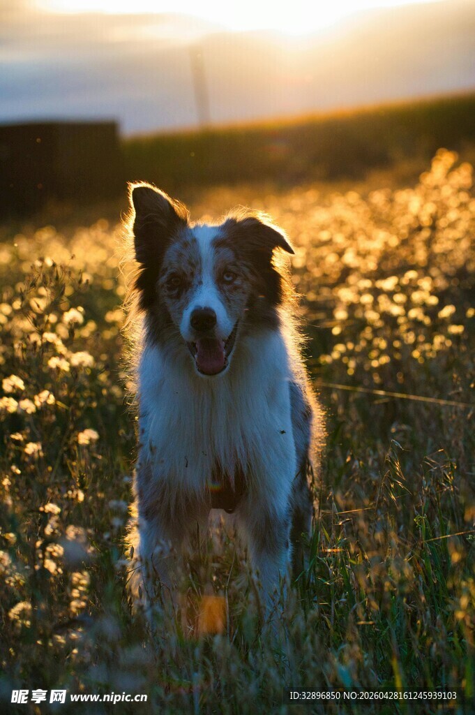 夕阳下的可爱牧羊犬