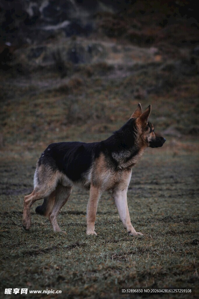 草地中的德国牧羊犬