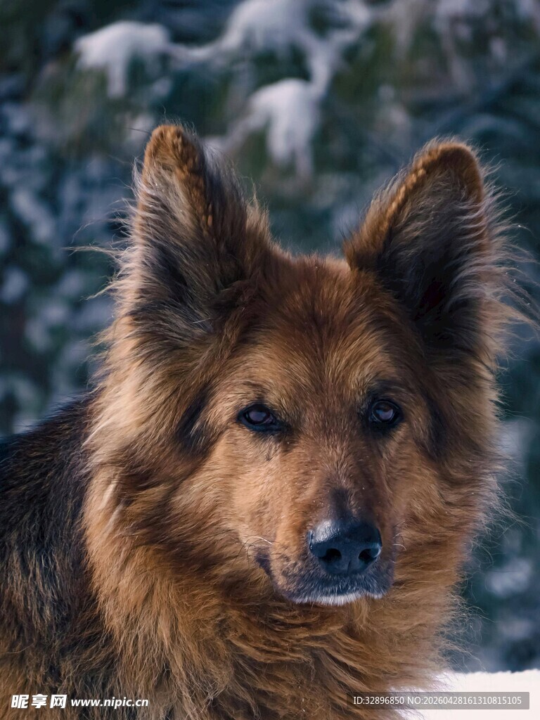 雪地中的长毛牧羊犬
