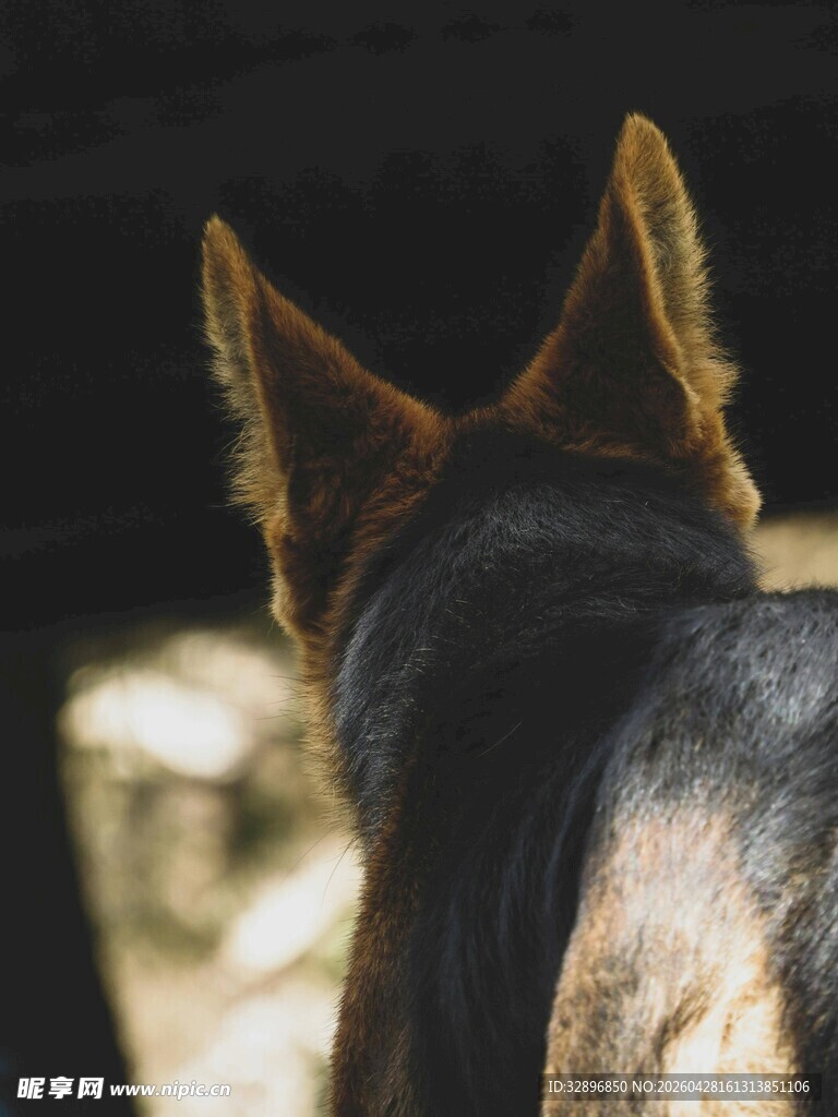 德国牧羊犬背影