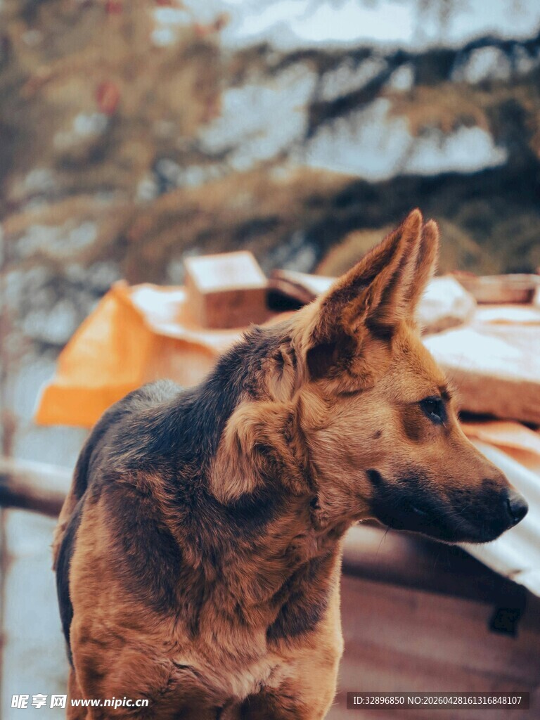 户外的德国牧羊犬