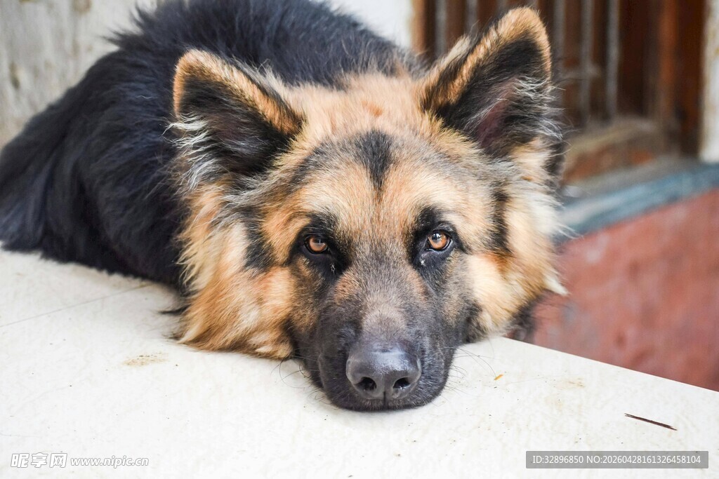趴着的德国牧羊犬
