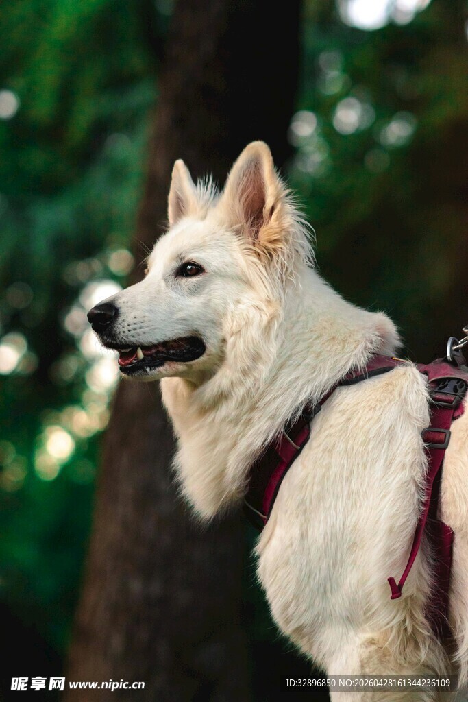 帅气白犬户外佩戴牵引绳