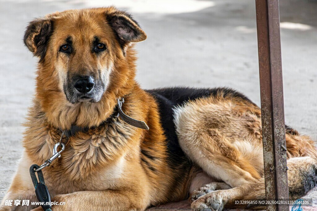 趴着的德国牧羊犬