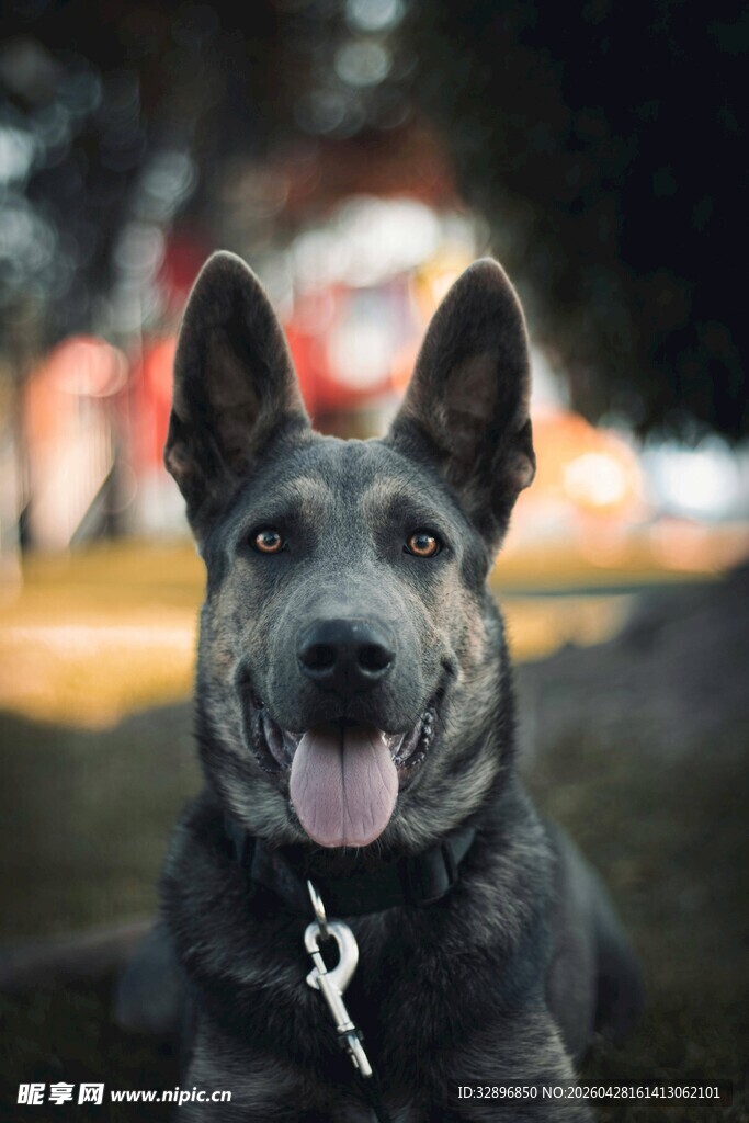 可爱黑犬户外吐舌卖萌