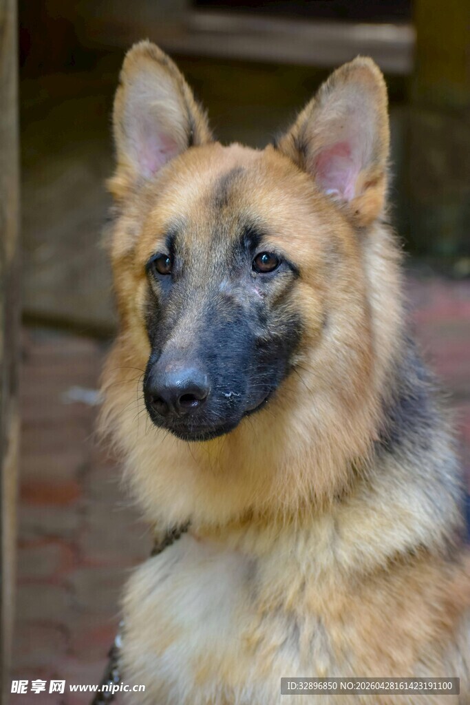 可爱德国牧羊犬正面照
