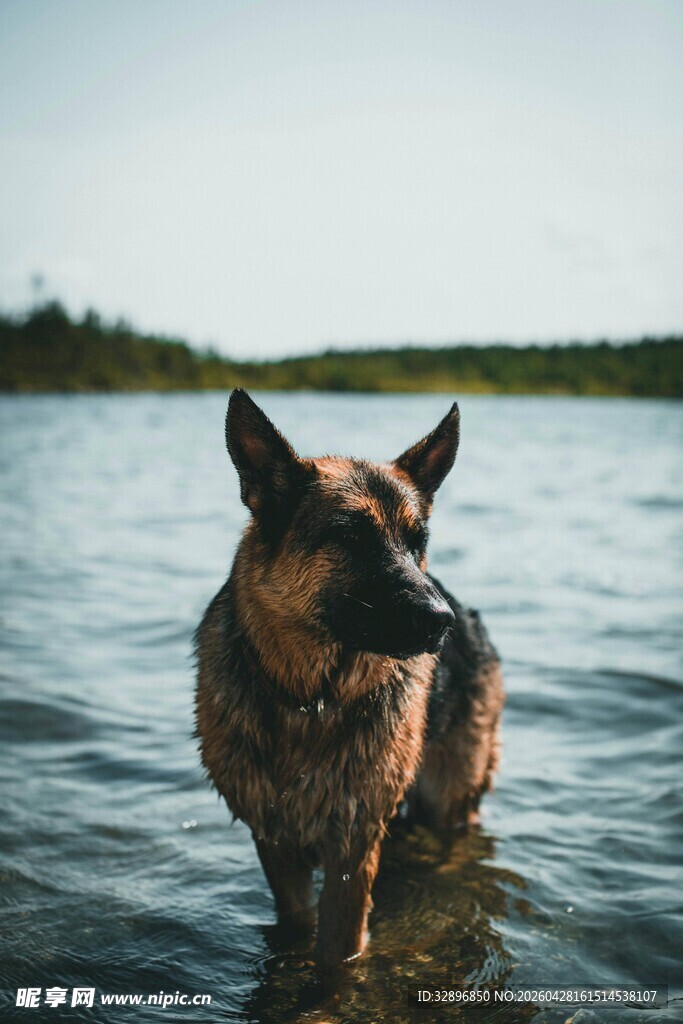 水中的德国牧羊犬