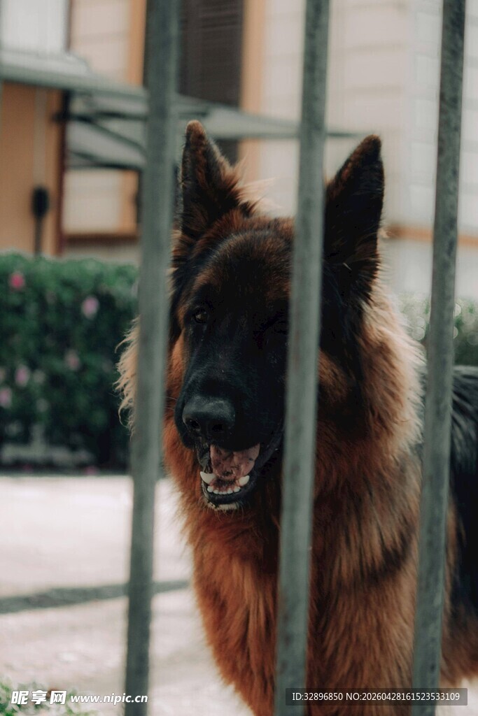 铁栏后的德国牧羊犬