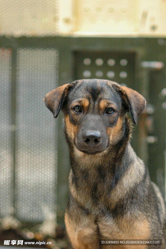 可爱混种犬的专注瞬间