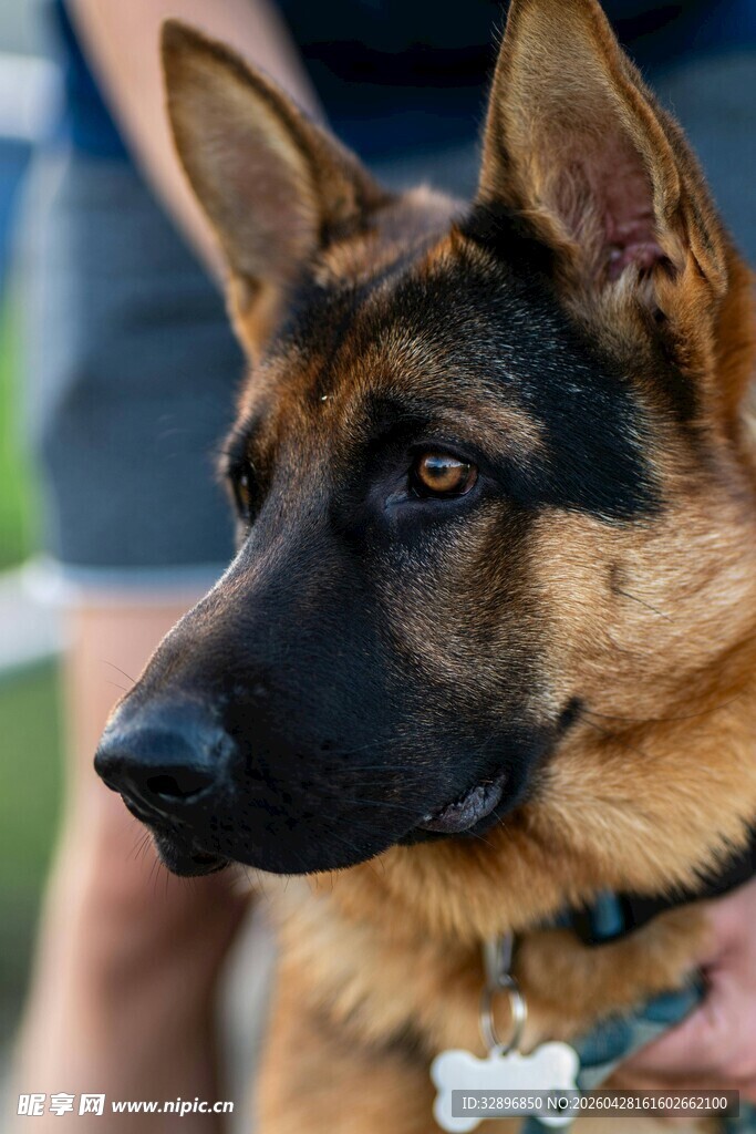 帅气德国牧羊犬特写