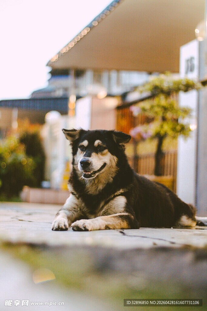 趴在户外的可爱柴犬