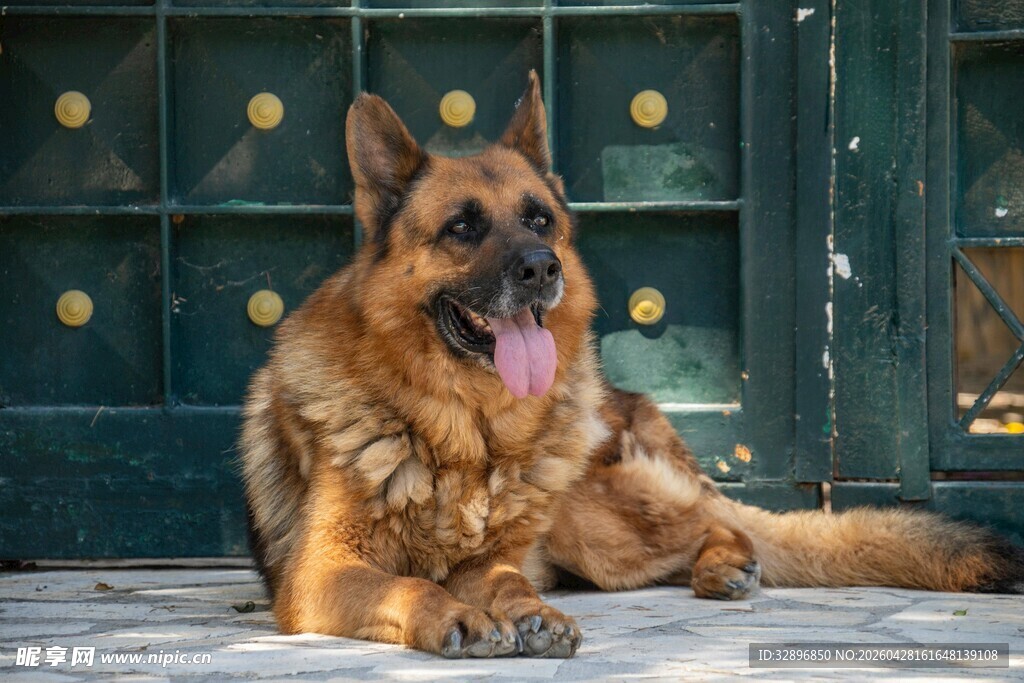 德国牧羊犬悠闲趴坐
