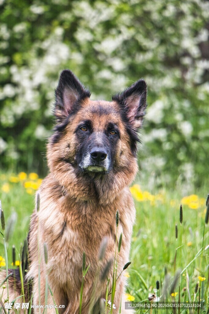 草地中的德国牧羊犬
