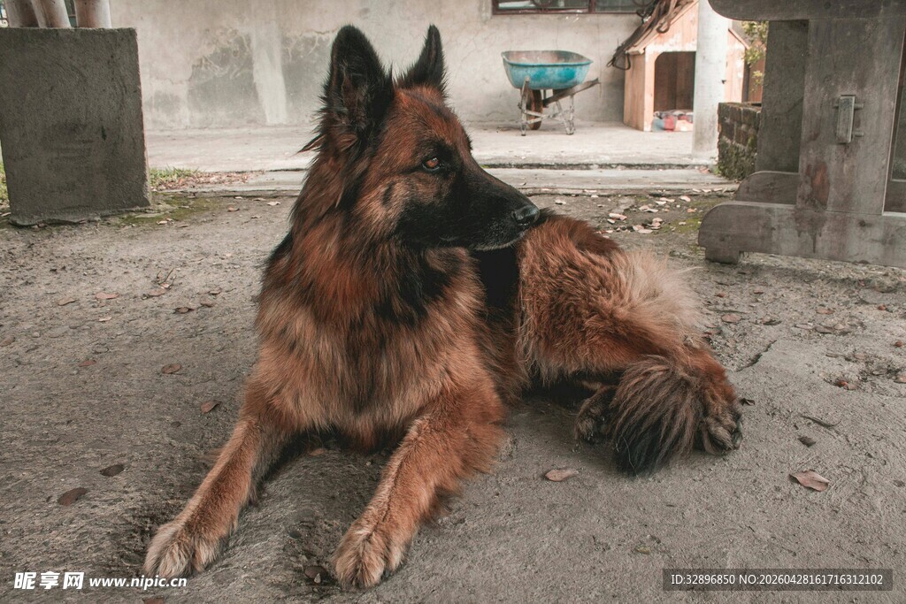 德国牧羊犬安静趴卧