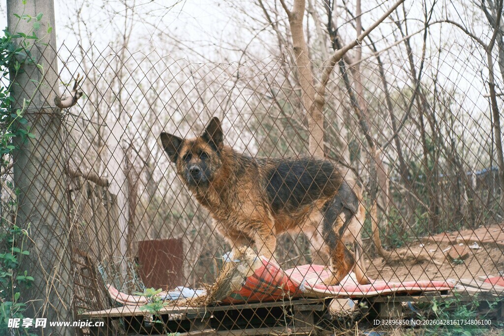 德国牧羊犬立于户外木台