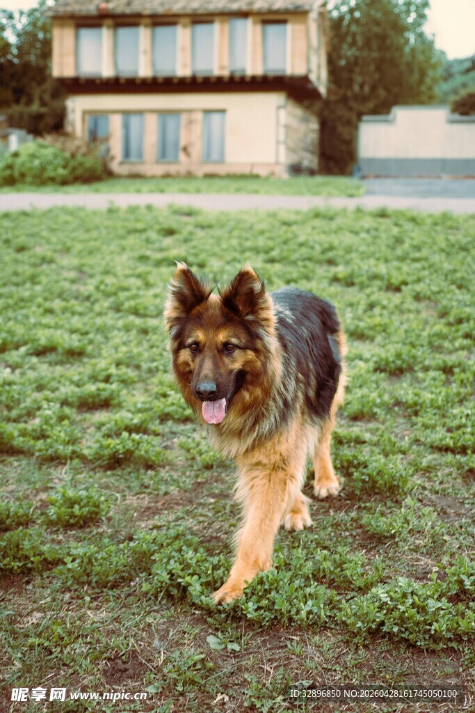 草地上的德国牧羊犬