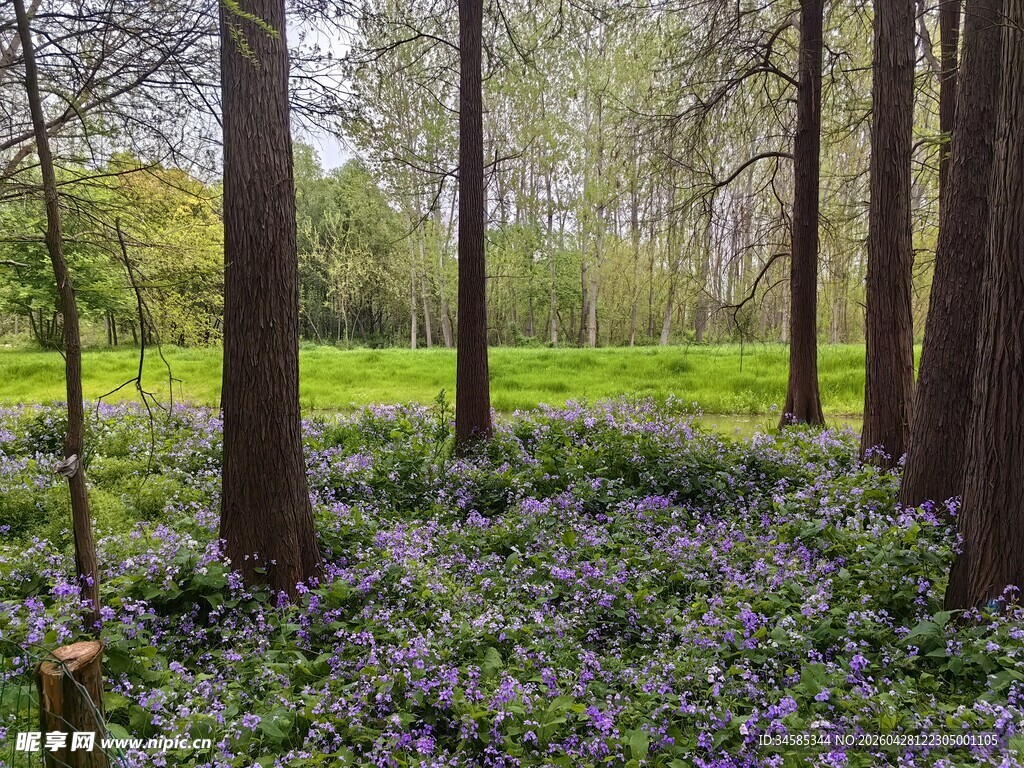 林间紫花绽放的静谧美景
