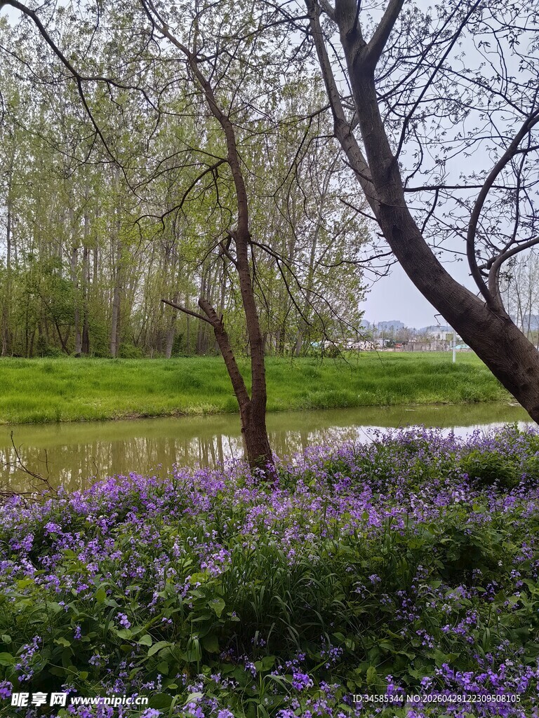春日繁花与河畔树木美景