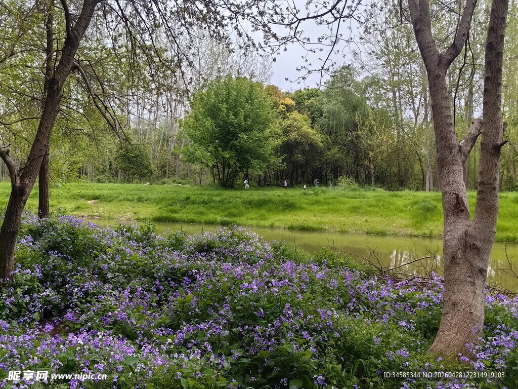 春日繁花似锦的林间景致
