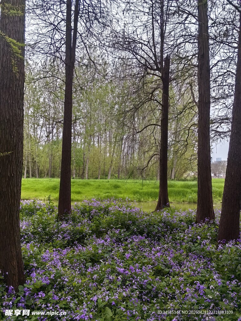 林间紫花绽放的静谧美景