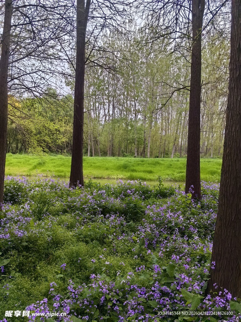林间紫花绽放的春日美景