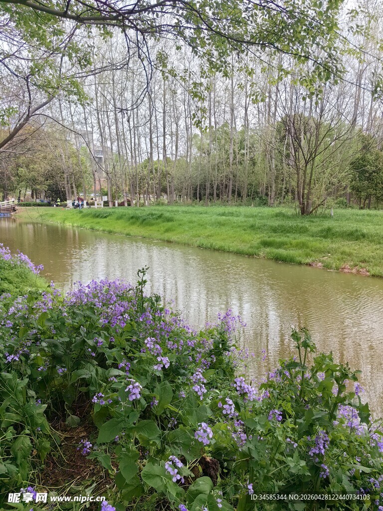 河畔繁花绿树春日美景