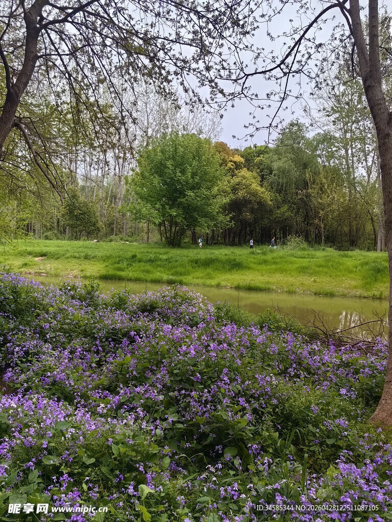 春日林下紫色花海美景