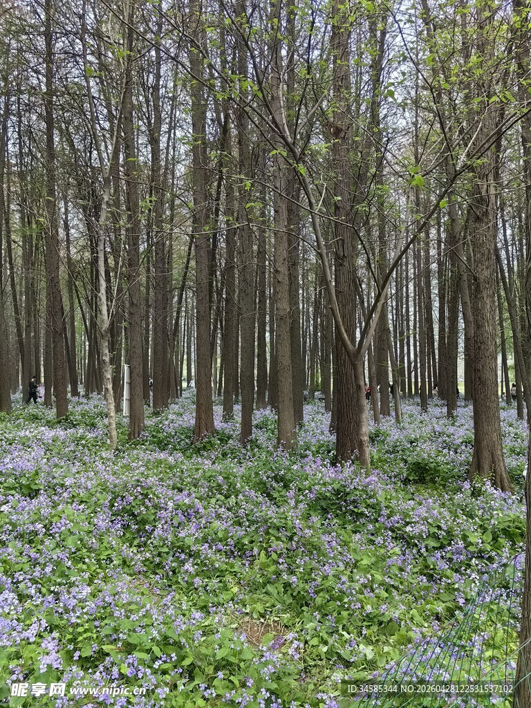 林间蓝花绽放的清新景致
