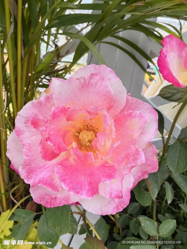 娇艳粉色月季花绽放