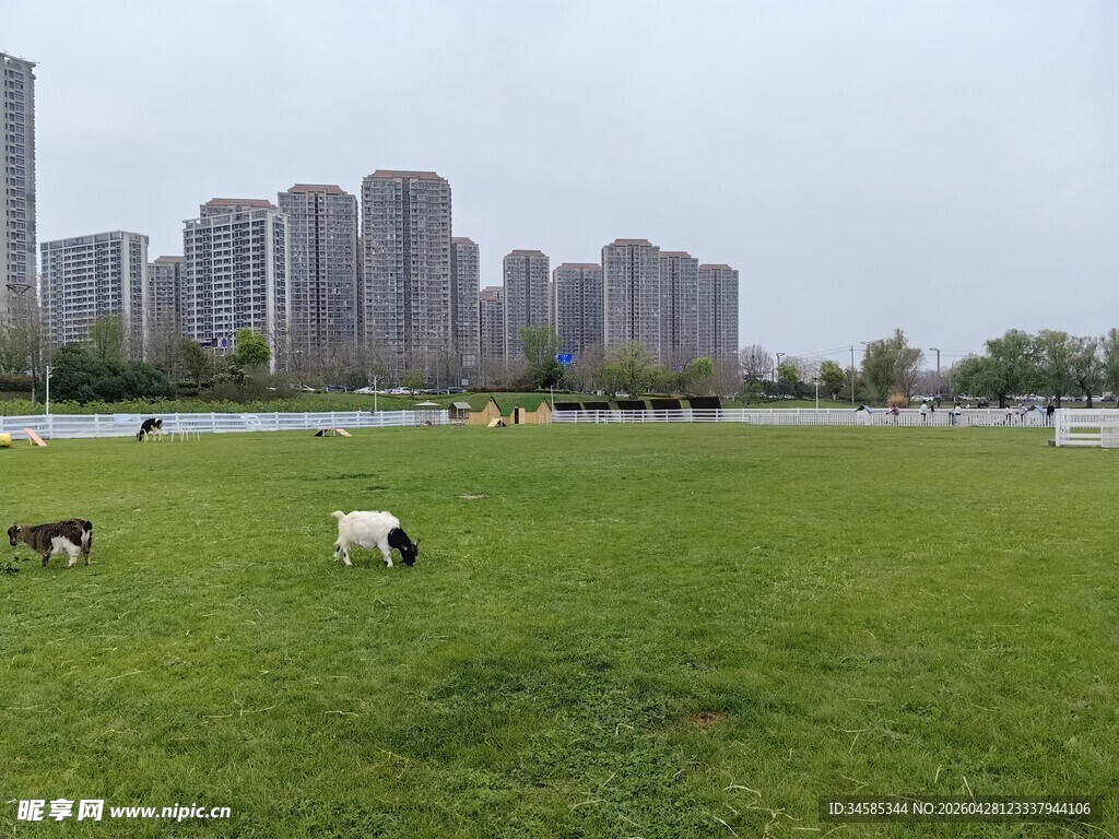城市草地间的悠闲羊群