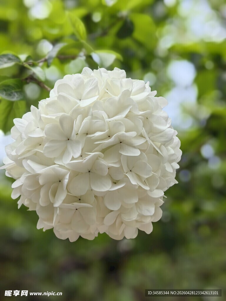 白色绣球花特写