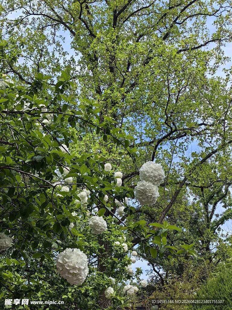 树上悬挂的白色神秘物体