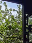 窗外繁茂绿植与白色球饰