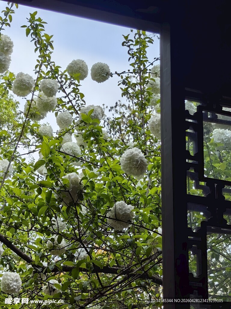 窗外繁茂绿植与白色球饰