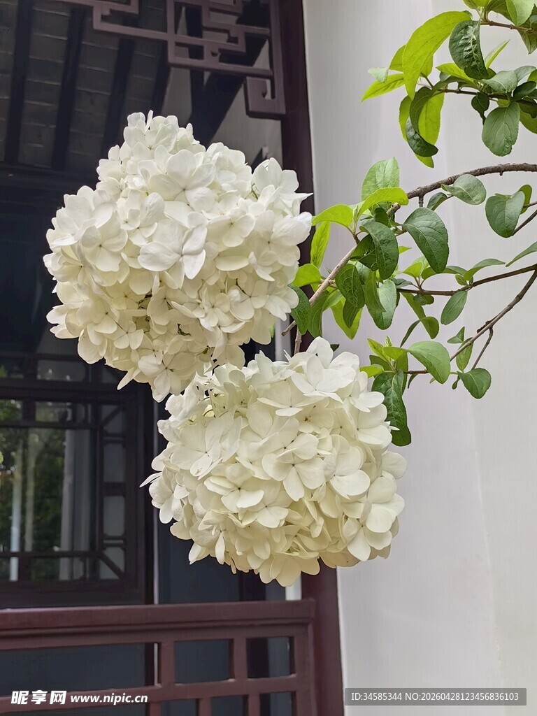 洁白绣球花绽放窗前
