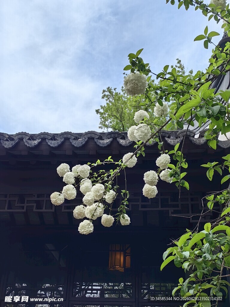 古宅旁绽放的白色繁花