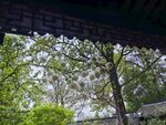 透过屋檐赏葱郁绿树