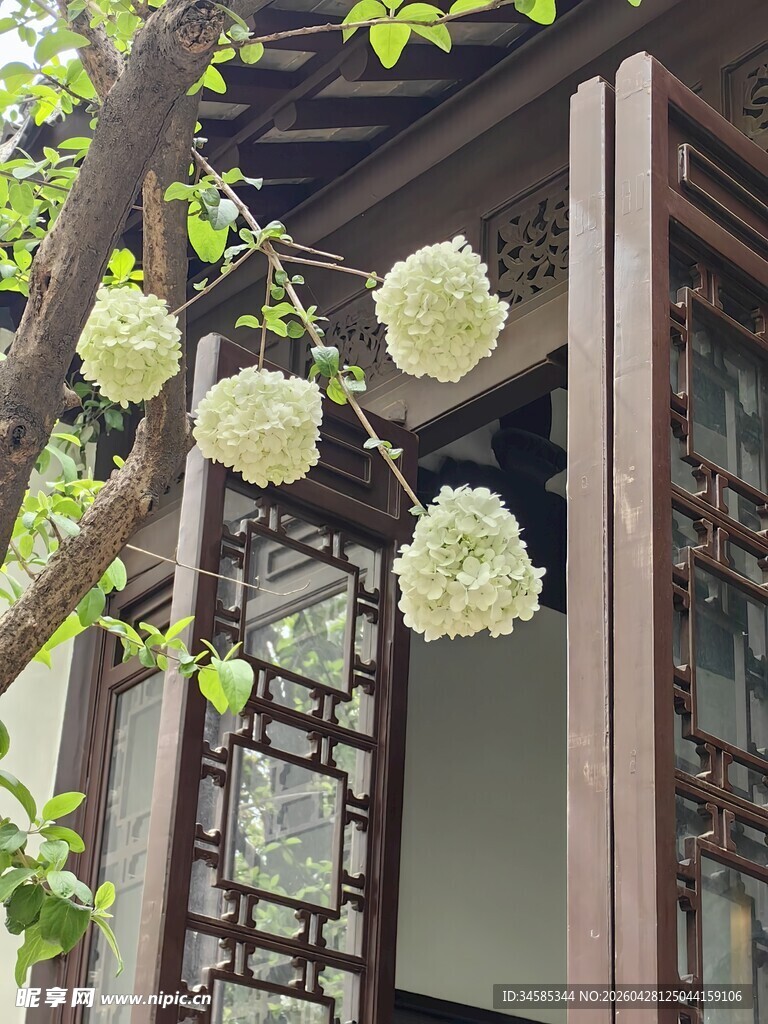 中式窗前绣球花绽放