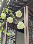 中式建筑旁的素雅琼花
