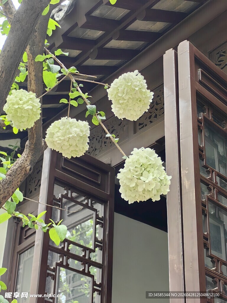 中式建筑旁的素雅琼花