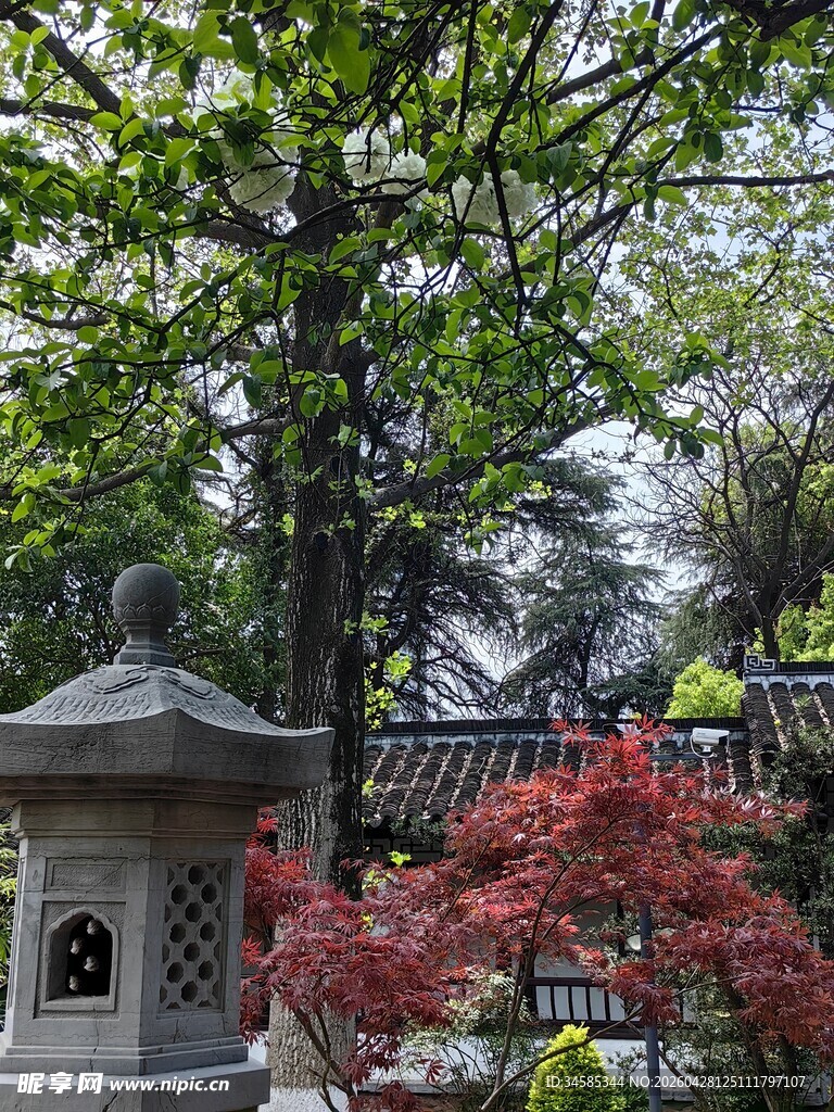 日式庭院石灯笼与红枫