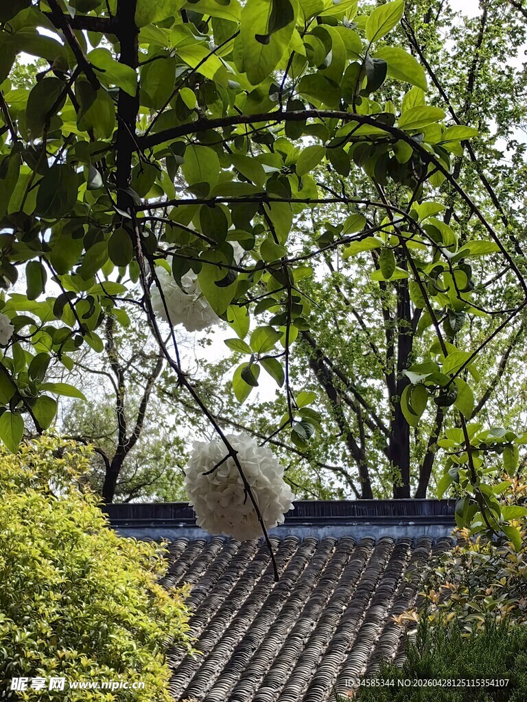 绿荫下的中式屋顶景致