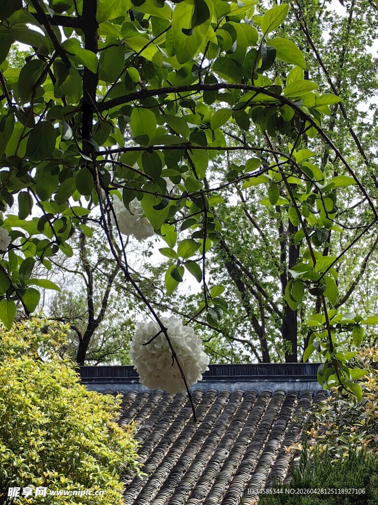绿荫下的中式屋顶景致