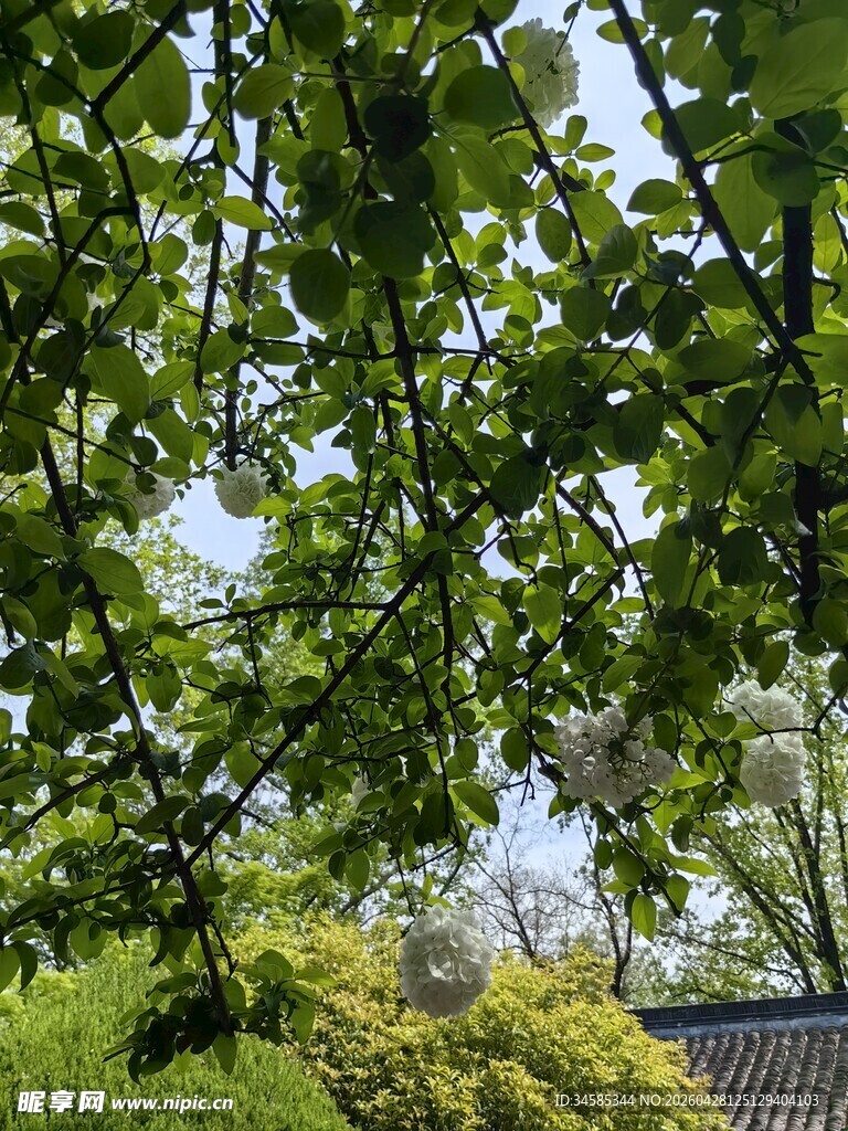 绿荫下的中式景致