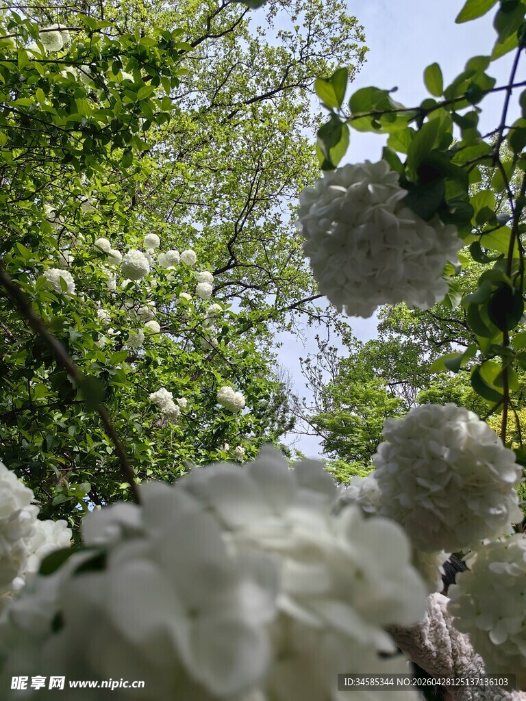 林间晶莹矿石与繁茂绿意