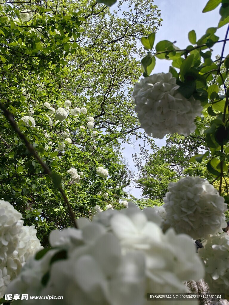 春日繁花绿意盎然景象