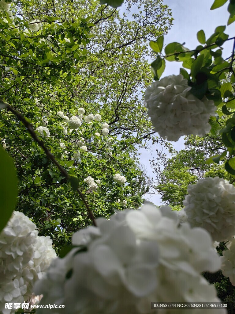 繁花满树间的春日景致