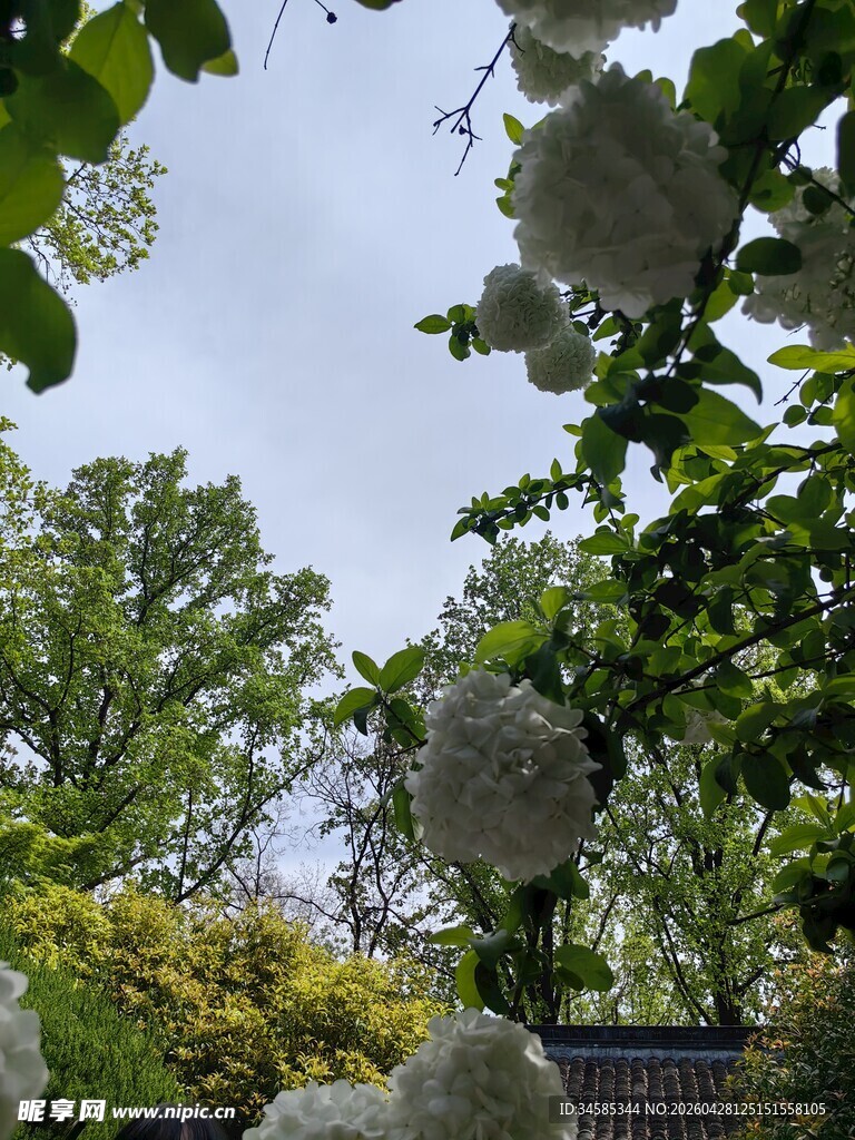 春日繁花绿树景致